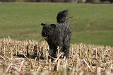 BOUVIER DES FLANDRES 237